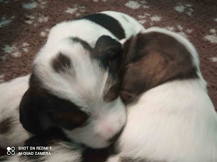 Photo n°14 de Des terres du Templier à Cessey-sur-Tille (Éleveur de chiens)