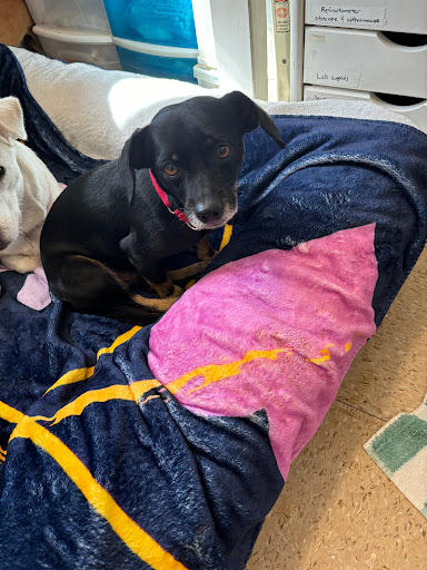 petRescue - Thumbnail