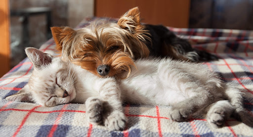 Paws Forever - Visual