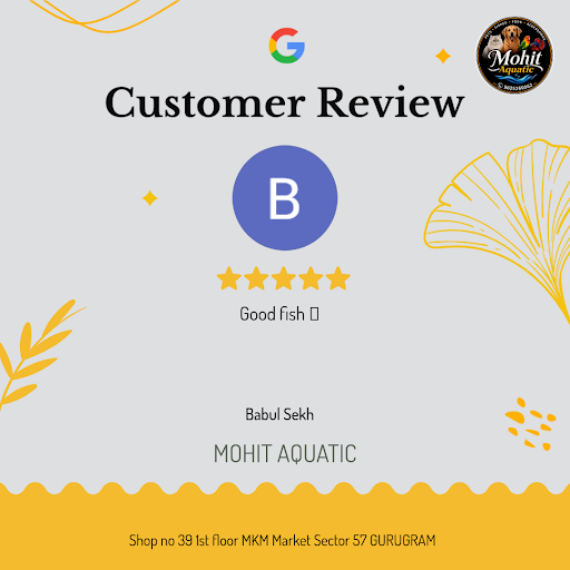 Babul Sekh's exceptional experience at MOHIT AQUATIC in Gurugram! He raved about our vast collect…