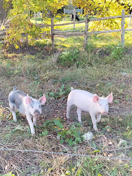 Photo n°7 de Ferme du Chemin Perray à Coulimer (Gîte)