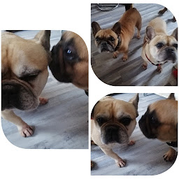 Photo n°24 de Sabrina Pet Sitter - garde d'animaux16 à Champniers (Pension pour chiens)