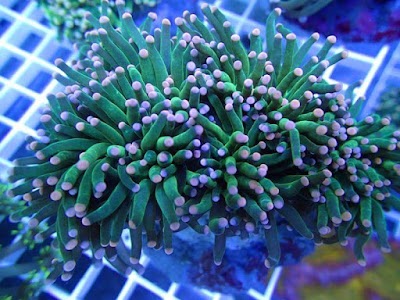 Photos of APG aquarium systems