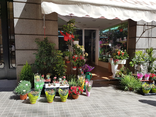 Flors i Plantes Mariona Logo