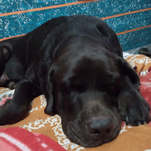 Labrador puppy for sale in ranchi post image