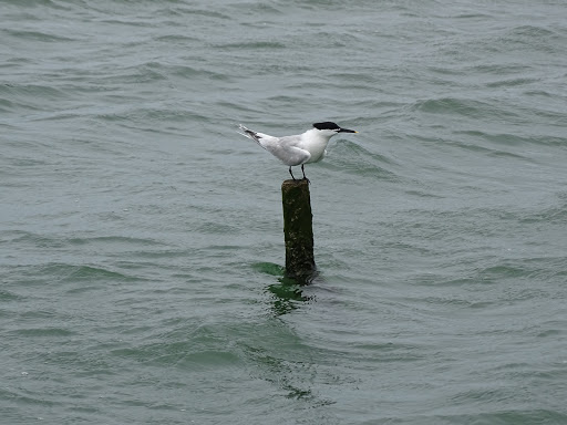 BORDEAUX WILDLIFE - Thumbnail
