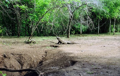 Photos of Komodo National Park