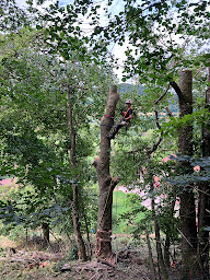 Photo n°4 de PETC sarl à Dore-l'Église (Exploitation forestière)