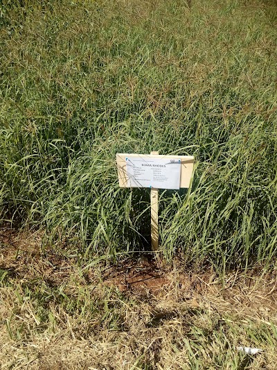 Photos of Kales(Sukuma Wiki)