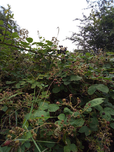 West Park Meadow Nature Reserve - Thumbnail