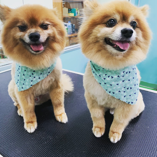 Puptopia - Visual