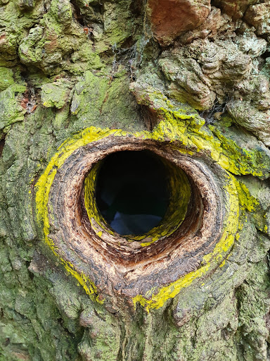 Bridegroom's Oak - Thumbnail