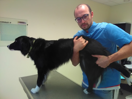 Dr JACOB Thomas Ostéopathie animale et dentisterie équine - Thumbnail