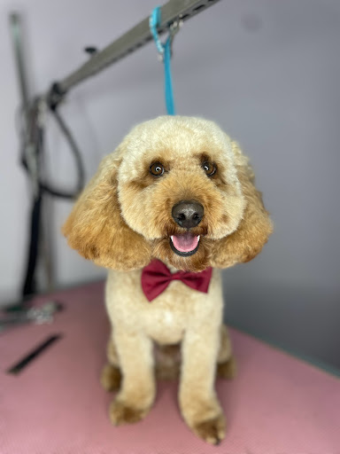 Toni’s Pet Spa & Training Academy