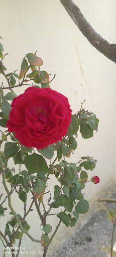 Gallery image 8