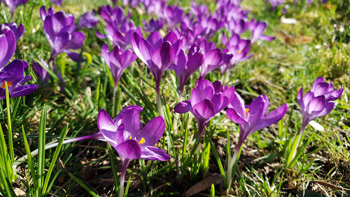 Stadtgarten Bad Honnef - Thumbnail
