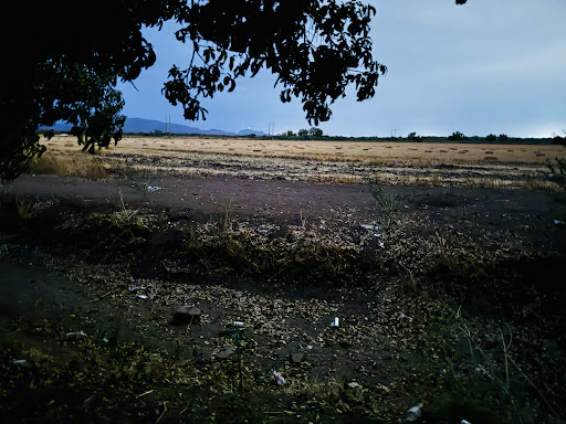 Manguito - Visual