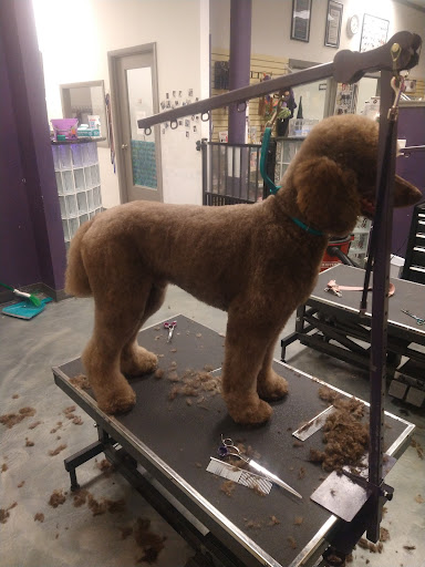 Dreadlocks for Dingoes Your Local Lov'n Pet Place Daycare , Grooming, Training, Supplies - Thumbnail