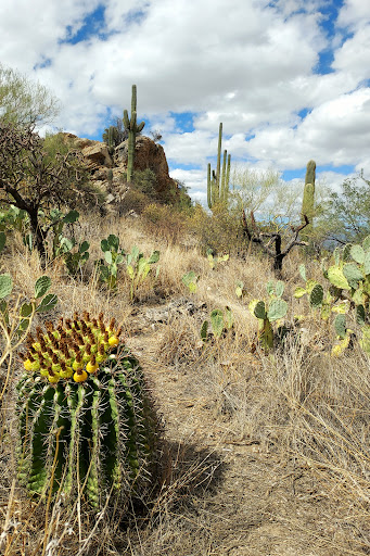 Cactus Forest Drive Parking Lot - Thumbnail