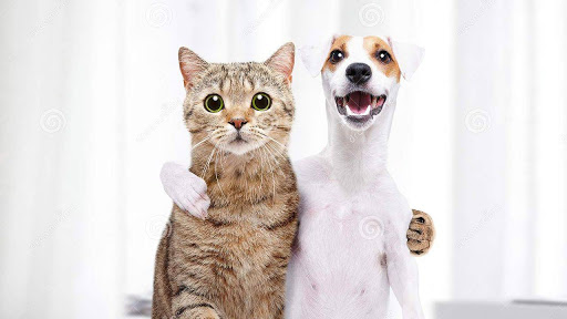 kidy-catpaws.com - Visual