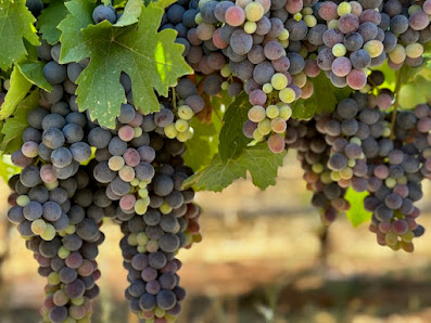 Skinner Vineyards' Green Valley Ranch 3790 Green Valley Rd, Rescue, CA 95672, United States
