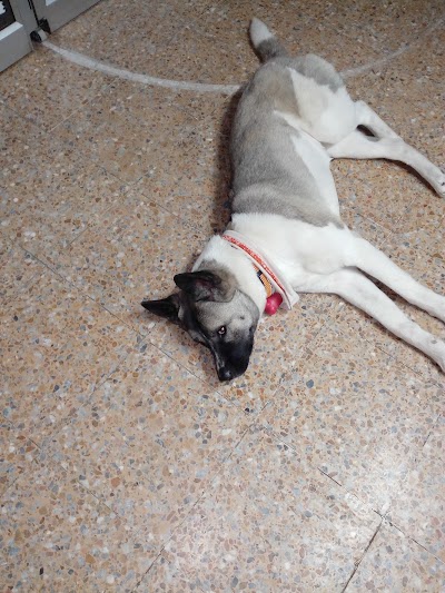Photos of Vet In House
