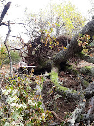 Photo n°13 de Forgue Jonathan T.P à Bareilles (Entreprise de terrassement)