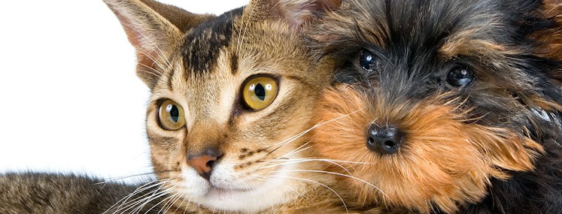 Home Care Veterinary