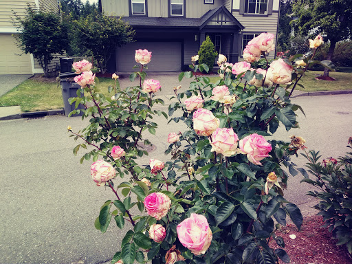 Cedar Park - Visual
