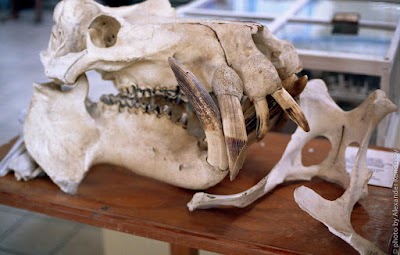 Photos of Museum of Antigua and Barbuda