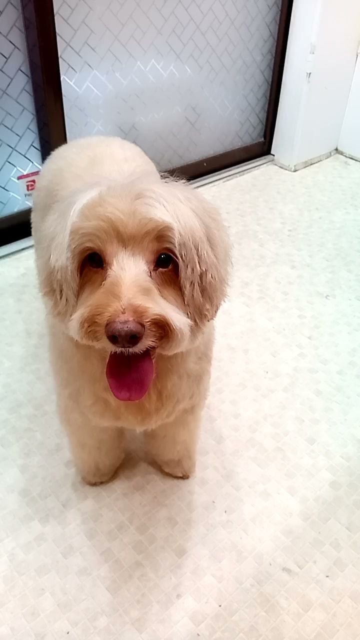 トリミングサロン・ブルーボンボン