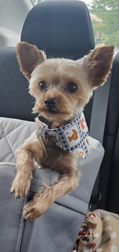 Fur Pal Grooming Spa - Thumbnail
