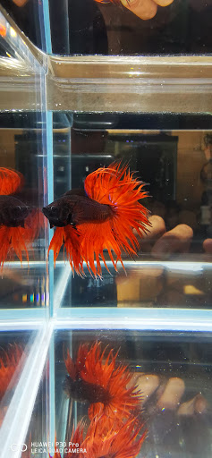 The Betta House