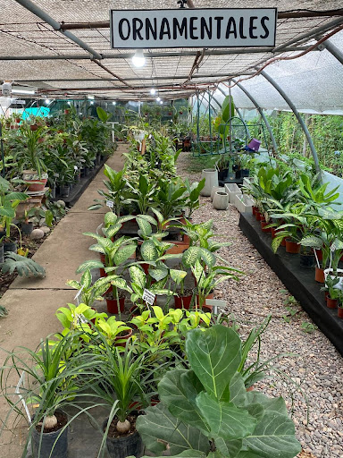 Vivero Siempre Verde Tucumán - Foto 1