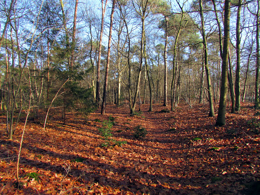 Goois Natuurreservaat Landgoed Monnikenberg Gallery - Netherlands