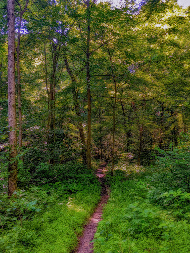 Henry's Camping spot - Thumbnail
