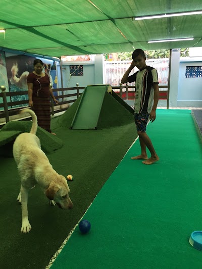Photos of The DOG