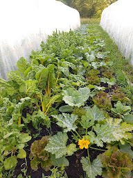 Photo n°2 de Jardin de plumes à Gan (Maraîcher)