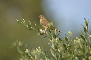 Photo n°63 de Hôtel La Pierrerie - Grimaud à Grimaud (Restaurant méditerranéen)