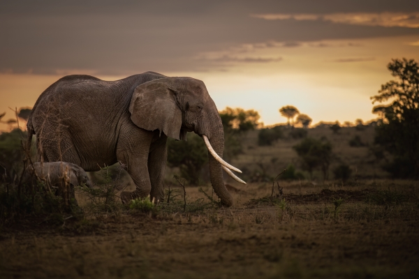 Singita Explore Mobile Tented Camp by null