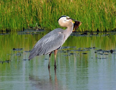 Baker University Wetlands