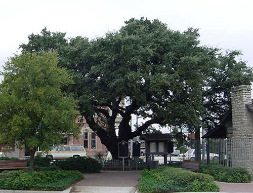 Fleming Oak - Visual