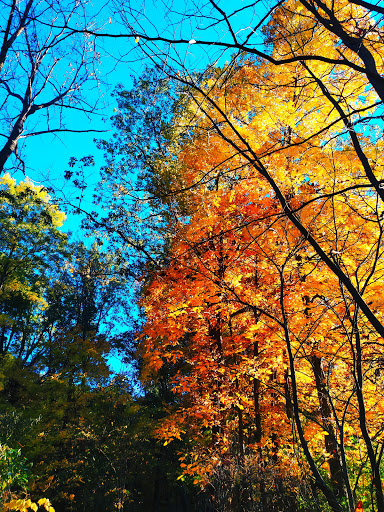 Maclvor Woods Loop - Visual