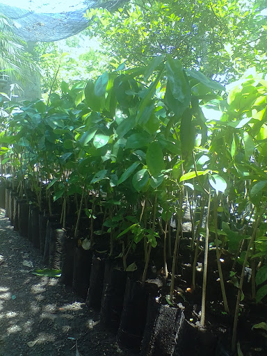 Vivero Danna Sofía