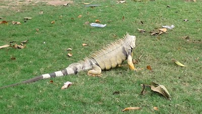 Photos of Suri Salcedo Park