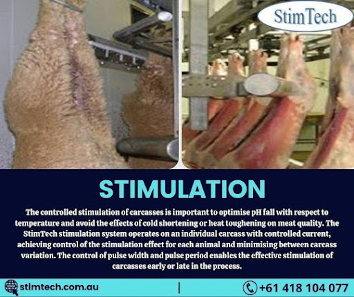 StimTech - Beef,Sheep processing electrical machinery|Beef,Sheep,Lamb Stimulation|Beef,Cattle immobilisation| Meat processing - Thumbnail