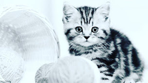 Photo n°15 de KING-CANIS à Rians (Magasin d'alimentation animale)