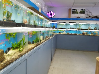 The Love Aquarium