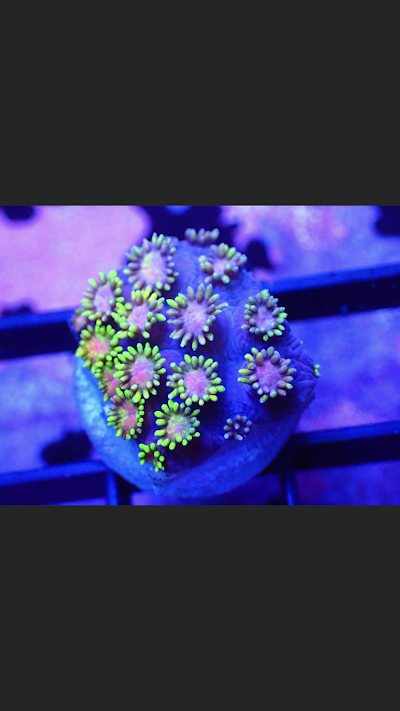 Neon Reef Aquatics LLC