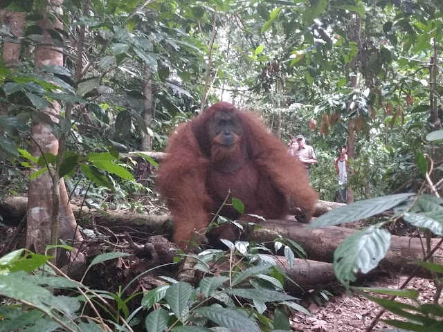 Gunung Leuser National Park